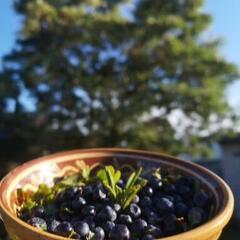 Гостевой дом Лисий берег, Республика Карелия