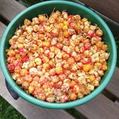 Гостевой дом Лисий берег — отдых в Карелии, Республика Карелия