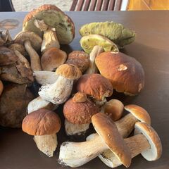 Гостевой дом Лисий берег — отдых в Карелии, Республика Карелия