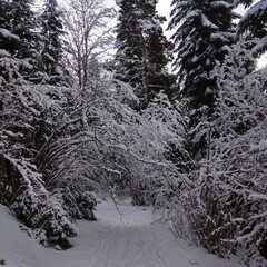 База отдыха Архыз у Зухры , Республика Карачаево-Черкесия 