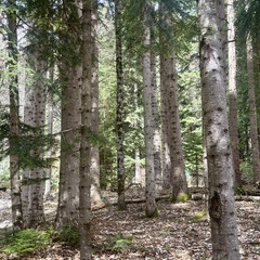 База отдыха АЛСА, Республика Карачаево-Черкесия 