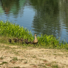 Загородная база отдыха Литвиново, Московская область