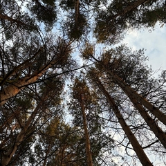 Гостевой дом Хвойная Гармония, Республика Карелия