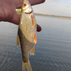 База отдыха Sысhёvka Глэмпинг Парк, Смоленская область