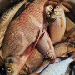 База отдыха Sысhёvka Глэмпинг Парк, Смоленская область