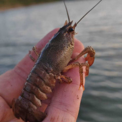 База отдыха Sысhёvka Глэмпинг Парк, Смоленская область