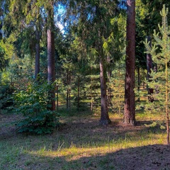 База отдыха Плещеево, Ярославская область