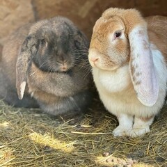 База отдыха Павлов Вилладж, Московская область