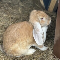 База отдыха Павлов Вилладж, Московская область