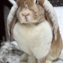 База отдыха Павлов Вилладж, Московская область