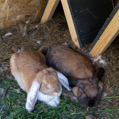 База отдыха Павлов Вилладж, Московская область