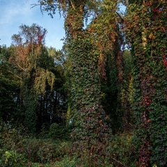 Глэмпинг ГуляйЛес, Калужская область