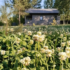 Загородный дом Сосны.Тут, Самарская область