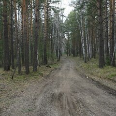 База отдыха Сибирский виноград, поселок Киреевск, Томская область
